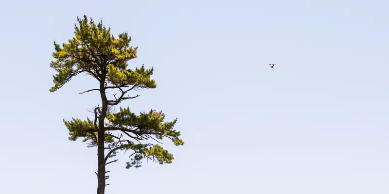 Crow flies, white pine, Rock Island. 2021.